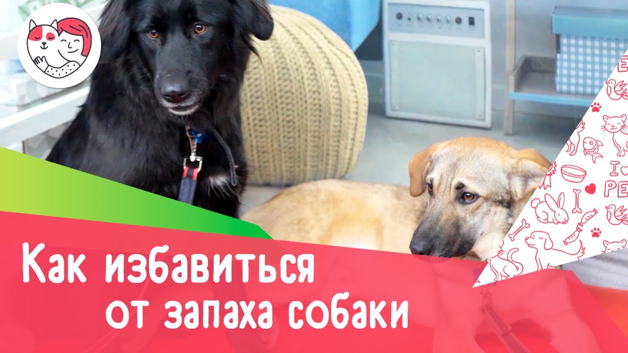 4 способа избавиться от запаха собаки в доме