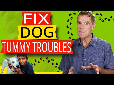 How To Stop Your Dogs Tummy Troubles (Natural Proven Home Remedy)
