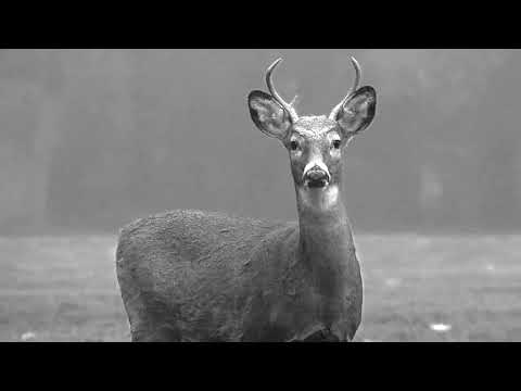 Contre-feux - Gibier le soir