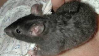 Audrey and Gracie rat memorial: two sisters