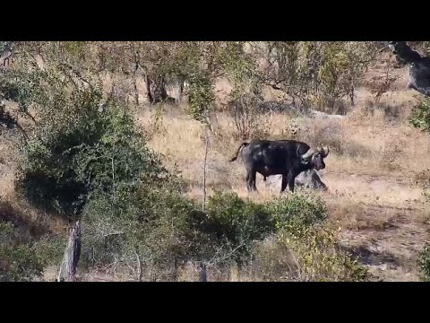 Djuma: Lone African Buffalo - 14:23 - 06/12/20