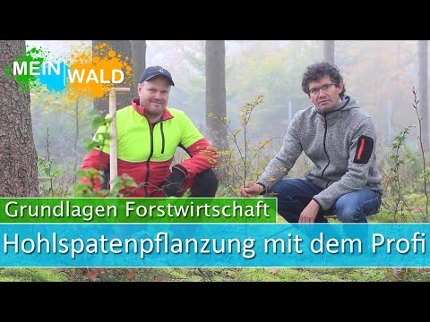 Grundlagen der Hohlspatenpflanzung  - Der Profi macht es vor!