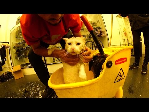 HOW TO CLEAN A DIRTY CAT! - YouTube