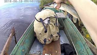 Клев рыбы в свердловской области
