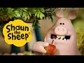 Scrumping Shaun The Sheep S1 Full Episodes