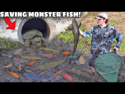 These MONSTER Fish Were Left to DIE!