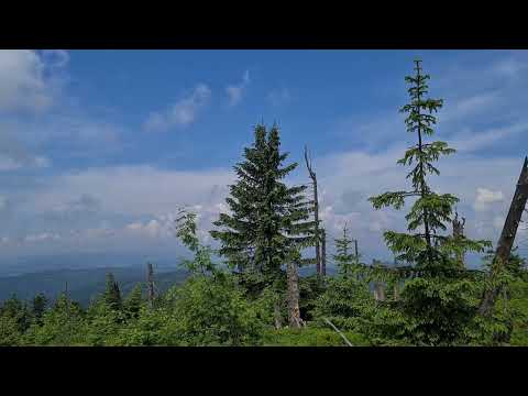 Turbacz  1310 m n.p.m. widok ze szczytu