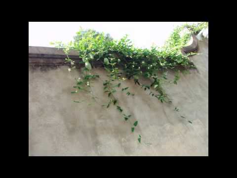 D.Scarlatti: Sonate K.208(L.238)  A-Dur(modern piano)