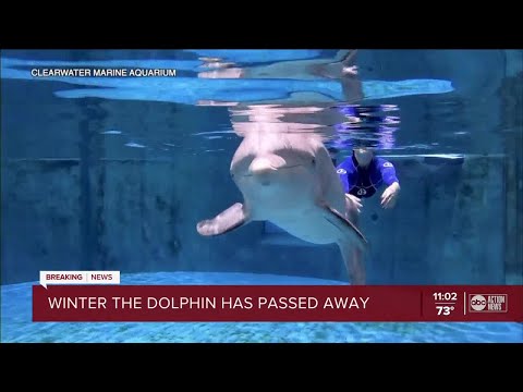 Winter the Dolphin, star of 'Dolphin Tale', dies in Clearwater