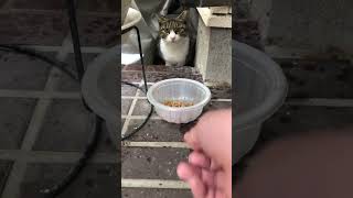 雨でも来る野良猫#shorts #ショート