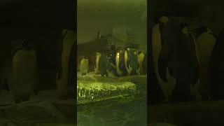ギロロ＆白上フブキ再びペンギンの会議が続くよであります166回再び再びペンギンの会議が続くよ編
