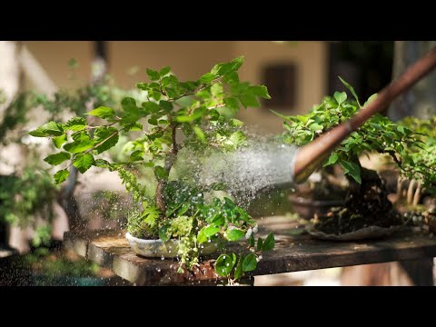 Creating a Saika bonsai FULL VERSION