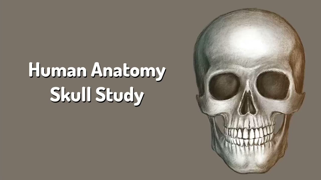 How to draw a human skull? | Anatomy Drawing | Timelapse | demonstration.