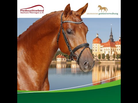 Verkaufspferdekollektion 2020