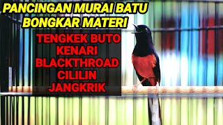 Download lagu Pancingan murai batu BONGKAR ISIAN tengkek buto,kenari,blackthroad,cililin,cocok untuk MASTERAN mp3
