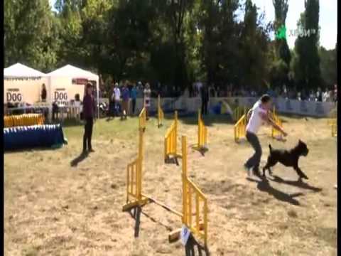 Nero first steps in agility - S.M.A.R.T. training of dogs Nero first steps in agility - S.M.A.R.T. training of dogs