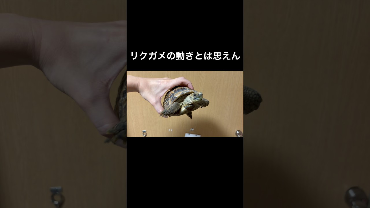 カメの動きとは思えん…… #pet #爬虫類 #リクガメ #ペット #fyp