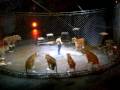 Ringling Brothers Circus 2009