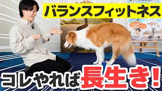 【知らないと後悔】散歩だけでは犬の足腰は守れません｜老後に歩けなくなる前にやるべき犬のバランスフィットネス