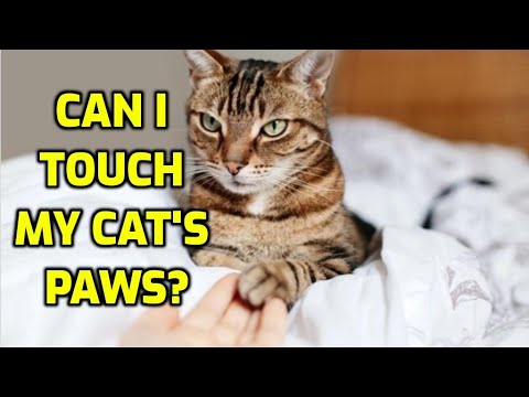 Why Do Cats Get Mad When You Touch Their Paws?