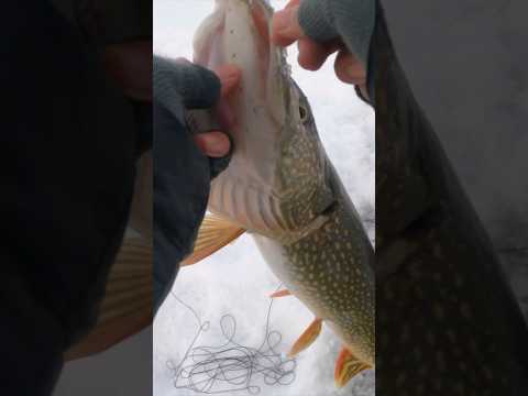 Ice Fishing - Get Your Tip-Ups Out!!!