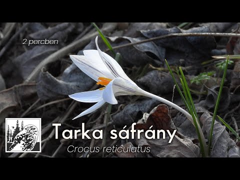 Tarka Sáfrány