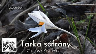 Tarka Sáfrány – fajismertető videó