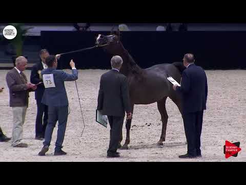 N.73 ALIAH IA - Paris 2018 - Senior Mares (Class CM 3B)
