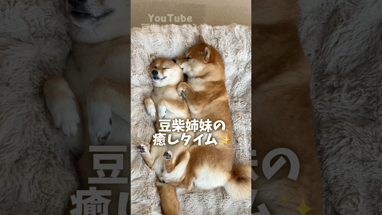 豆柴姉妹の癒しタイム #Shorts #shortvideo