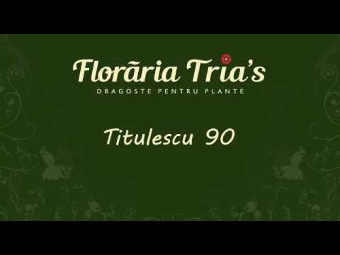 , title : 'Floraria Trias - Titulescu 90'