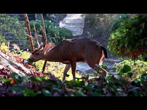 Unauthorized Visitor