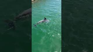 Una famiglia di delfini banchetta nel molo Ichnusa a Cagliari