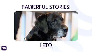 Download lagu PAWerful Stories: LETO mp3 Download lagu PAWerful Stories: LETO mp3