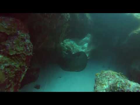 Moray eel killing octopus in Belize