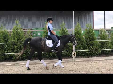 SIETLANDS QUINCY * Quaterback x Mahrdorf Trabant * 2012