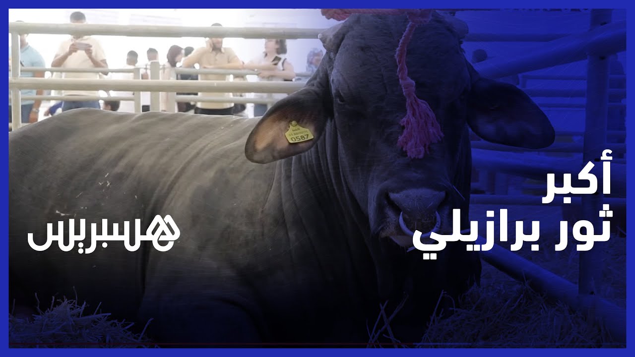 يبلغ وزنه طن و800 كيلو  .. شاهد أكبر ثور برازيلي في معرض الفلاحة بمكناس thumbnail
