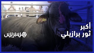 يبلغ وزنه طن و800 كيلو  .. شاهد أكبر ثور برازيلي في معرض الفلاحة بمكناس thumbnail