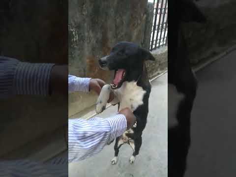 shivali##🐕🐕🤵 animal lovers#short ❤️