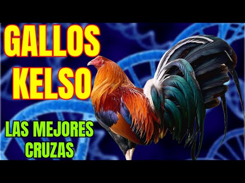 KELSO ROOSTERS AND THEIR BEST CROSSES HD 720p