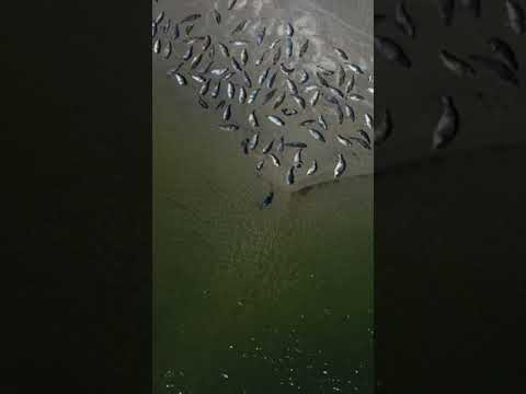 湿地植物がノルダーナイ島を征服