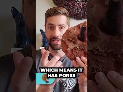 Everything you need to know about REISHI in 30 seconds