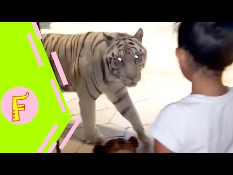 Funny Babies And Animals At The Zoo - Fun and Cute