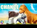 CHANCE Full Emotional Drama Movie Brutal World Of Underground Dog Fighting