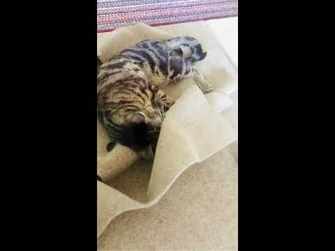 Jericho Loves the Ripple Rug - How to Play with a Cat - #Shorts