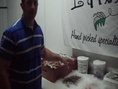 download lagu mp3 mp4 Rock Shrimp Price Per Pound, download lagu Rock Shrimp Price Per Pound gratis, unduh video klip Rock Shrimp Price Per Pound