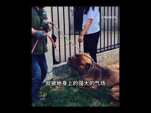 全网最没有牌面的藏獒，温顺的就像只小泰迪