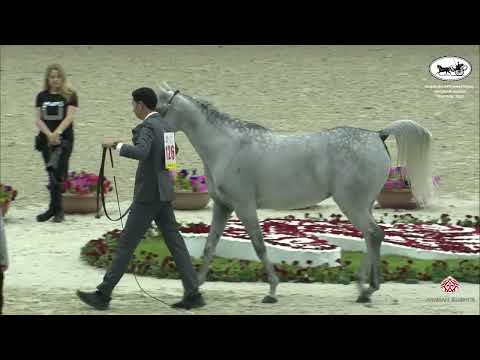 N 126 AAJILAH AL ZOBAIR   Sharjah International Arabian Horse Festival 2022   Mares 4 6 Years Old Cl