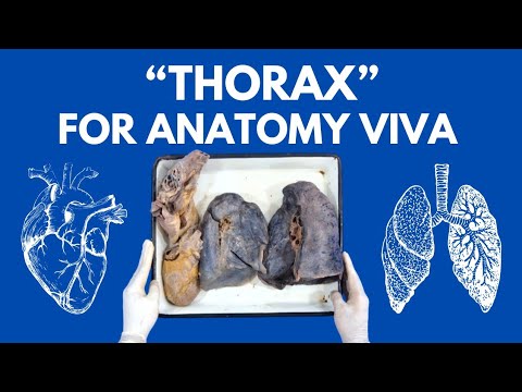 Heart and Lungs in Just 20 Minutes | For Anatomy Viva