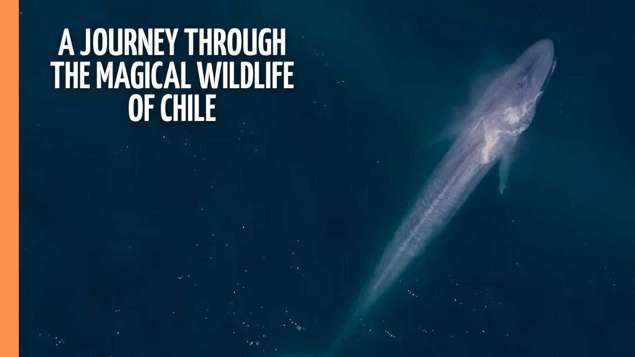 A Journey Through the Magical Wildlife of Chile | Full Documentary