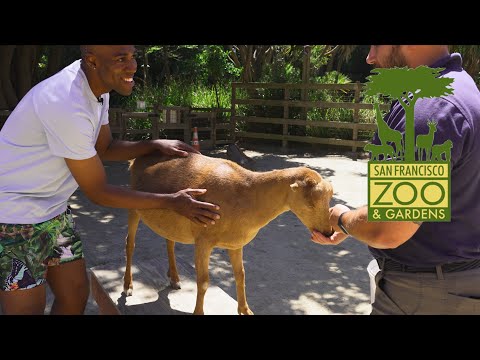 How To Train A Goat